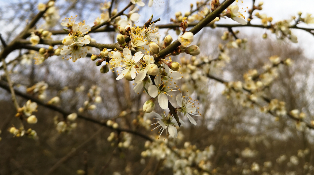 Spring blossom by Rachel Lucie